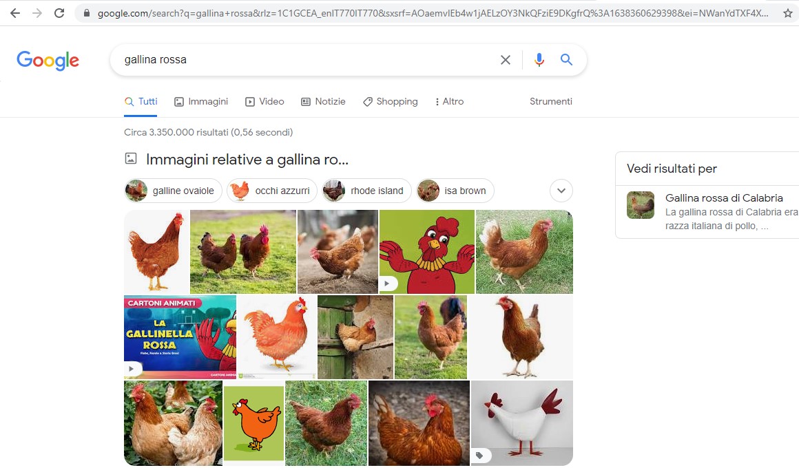 google immagini mostra le foto delle galline rosse